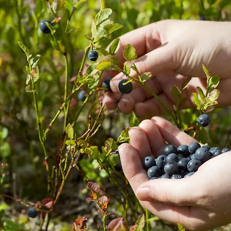 Holiday home Ounasvaaran Lakituvat