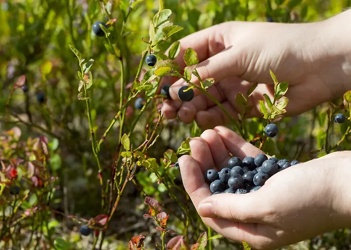 Holiday home Ounasvaaran Lakituvat